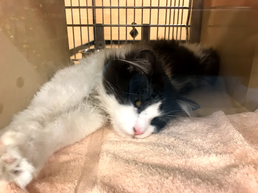 Pet Supply Store «PetSmart», reviews and photos, 400 Universal Dr N, North Haven, CT 06473, USA