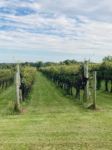 Winery «The Winery At La Grange», reviews and photos, 4970 Antioch Rd, Haymarket, VA 20169, USA