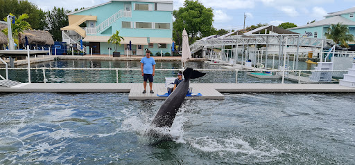 Recreation «Dolphins Plus Oceanside», reviews and photos, 31 Corinne Pl, Key Largo, FL 33037, USA