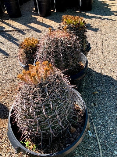 Gas Station «Circle K», reviews and photos, 12707 W Grand Ave, Surprise, AZ 85374, USA