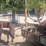 Photo n°11 de l'avis de Michal.o fait le 04/08/2023 à 12:25 sur le  Parco Zoo Falconara Srl à Falconara Marittima