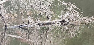 Hammonton Lake Park - photo 68