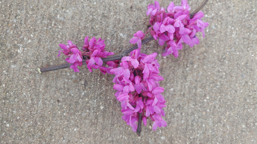 Park «Mike Lewis Park», reviews and photos, 2410 N Carrier Pkwy, Grand Prairie, TX 75050, USA