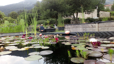 Titus le jardin des Nymphaeas à Concoules