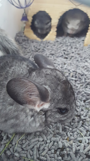 Pet Store «V.I. Pets», reviews and photos, 11975 E Lakewood Blvd, Holland, MI 49424, USA