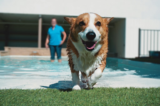 St. Marks Dog Resort image