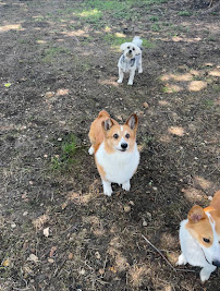 Pawstin City Licks - Photo 2 - Car repair in , Austin