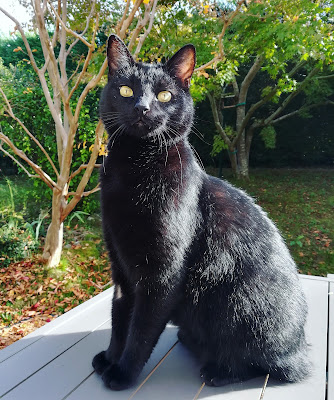 Félinités, comportementaliste spécialiste du chat à Rennes