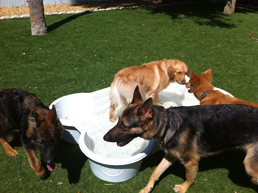 Ohana Pet Resort, 25 N Grove St, Merritt Island, FL 32953, USA, 