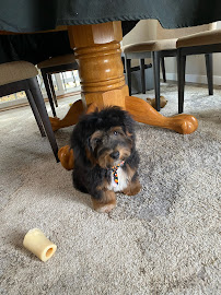 Paws in the City - Photo 8 - Car repair in Holland, MI, Holland