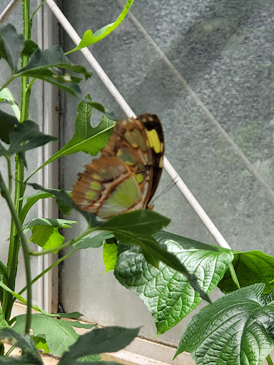 Tourist Attraction «The Shops at The Butterfly Estates and Florida Native Butterfly Society Conservatory (501c3)», reviews and photos, 1815 Fowler St, Fort Myers, FL 33901, USA