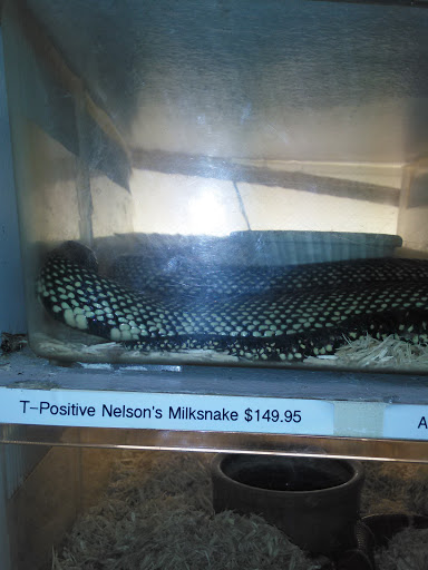 Pet Store «Exotic Pets», reviews and photos, 2410 N Decatur Blvd #160, Las Vegas, NV 89108, USA