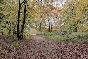 Rold Forest image