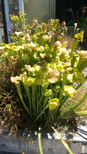 Plant Nursery «California Carnivores», reviews and photos, 2833 Old Gravenstein Hwy, Sebastopol, CA 95472, USA