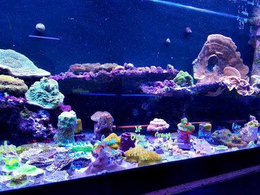 Pet Store «Pet Connection», reviews and photos, 29551 Five Mile Road, Livonia, MI 48154, USA