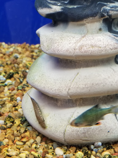 Pet Supply Store «PetSmart», reviews and photos, 533 S Broad St, Meriden, CT 06450, USA