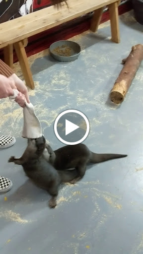 Zoo «Jozee Rooz Indoor Petting Zoo», reviews and photos, 120 138th St S, Tacoma, WA 98444, USA