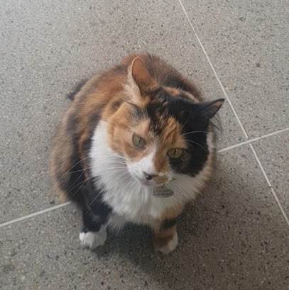 Emporium Pet Brás São Paulo