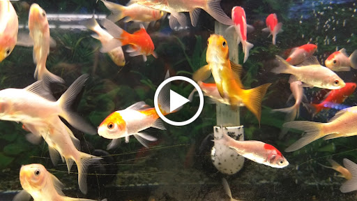 Pet Supply Store «Pet Supplies Plus», reviews and photos, 1150 N Court St #2A, Medina, OH 44256, USA