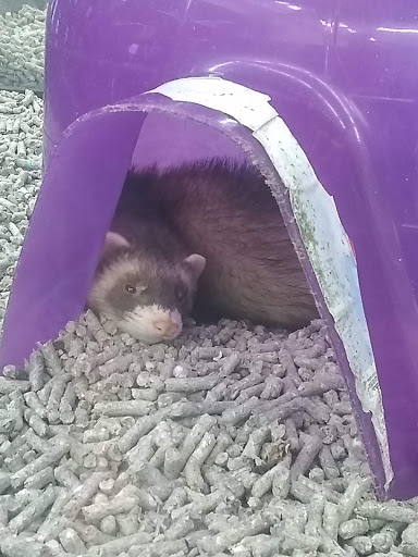 Pet Supply Store «Pet Supplies Plus», reviews and photos, 5555 Youngstown Warren Rd, Niles, OH 44446, USA