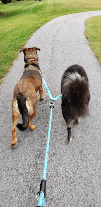 Zae's PET Sitting & Dog Walking - Photo 1 - Car repair in , York