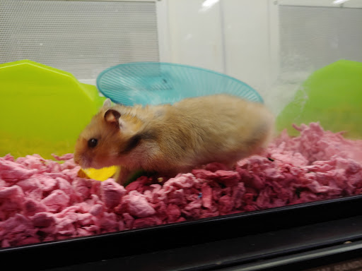 Pet Supply Store «Petco Animal Supplies», reviews and photos, 1065 Kennedy Rd, Windsor, CT 06095, USA