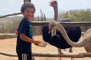 Aruba Ostrich Farm image