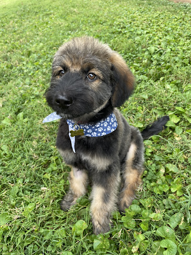 Pet Supply Store «All About Dogs & Cats LLC», reviews and photos, 1429 S Glenstone Ave, Springfield, MO 65804, USA