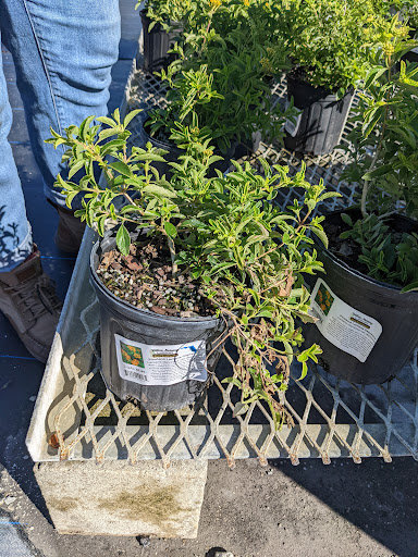 Plant Nursery «Wilcox Nursery», reviews and photos, 12501 Indian Rocks Rd, Largo, FL 33774, USA