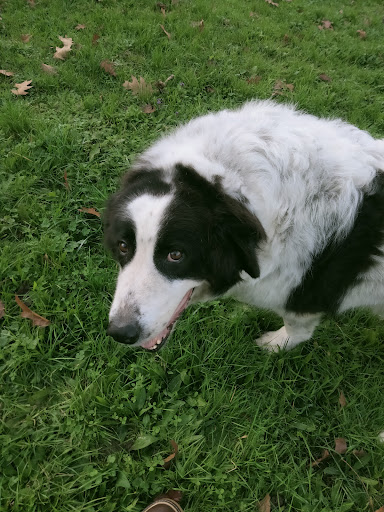 Tierarztpraxis Dr. Claudia Ciugudean unter Rheinhausen, Baden Württemberg