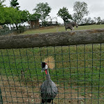 Photo n° 4 de l'avis de geg.e fait le 27/08/2020 à 16:04 pour Natur'Zoo De Mervent à Mervent