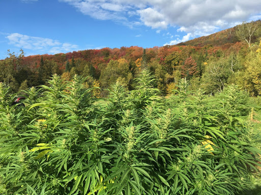 Northeast Kingdom Hemp