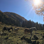 Photo n°2 de l'avis de Franco. fait le 22/10/2017 à 10:38 sur le  Kradorfer Alm à Gsies