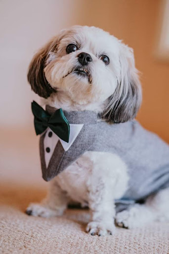 Linda’s Pet Grooming