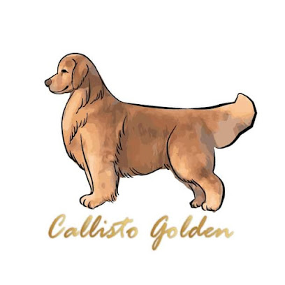 Callisto Golden Kennel