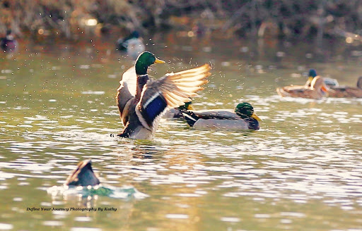 Nature Preserve «Wilson Springs Ponds», reviews and photos, 3209-3507 S Powerline Rd, Nampa, ID 83686, USA