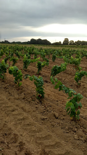 Domaine BREGEON à Gorges