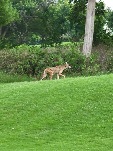 Golf Course «Cedar Crest Golf Course», reviews and photos, 1800 Southerland Ave, Dallas, TX 75203, USA