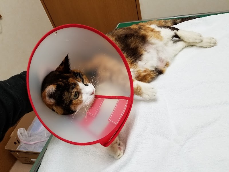 八ヶ岳動物病院 山梨県北杜市高根町箕輪 動物病院 動物病院 グルコミ