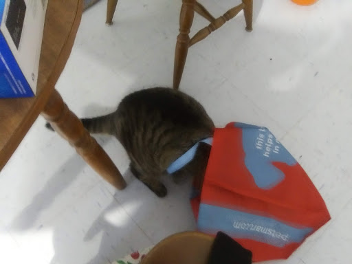 Pet Supply Store «PetSmart», reviews and photos, 4731 Commercial Dr, New Hartford, NY 13413, USA