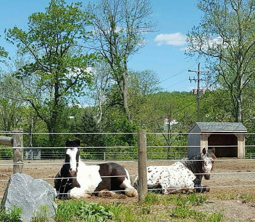 Diamond Appaloosa Ranch Llc & Danielle's Tack & Apparel