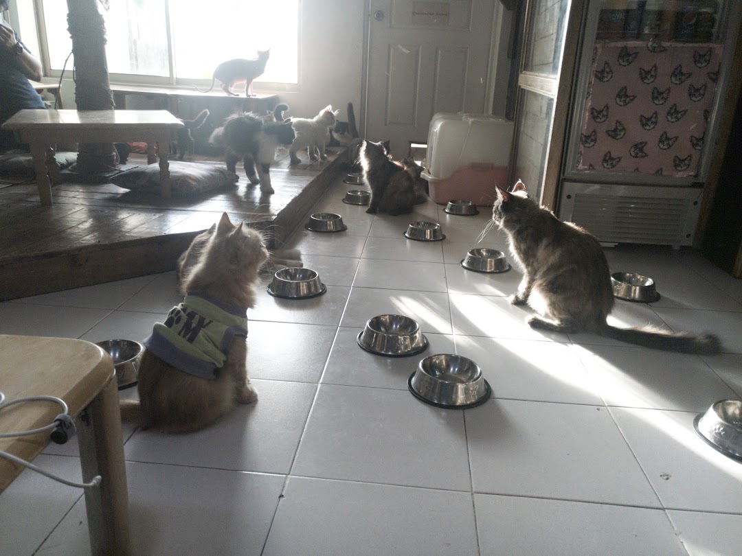 Miao cat cafe