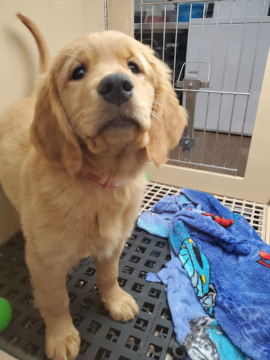 Pet Store «Petland Las Vegas», reviews and photos, 8800 W Charleston Blvd #3, Las Vegas, NV 89145, USA