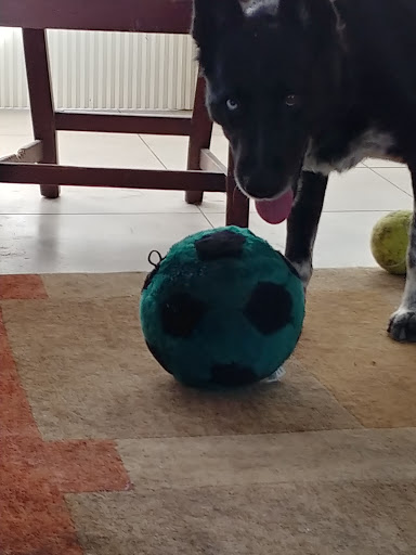 Pet Supply Store «Pet Food Express», reviews and photos, 912 Diablo Ave, Novato, CA 94947, USA