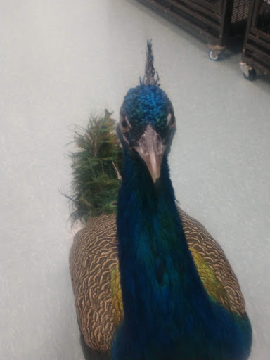 Pet Store «The Pet Stop», reviews and photos, 9128 E Foothill Blvd, Rancho Cucamonga, CA 91730, USA