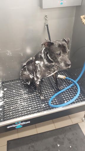 Pet Supply Store «Pet Supermarket», reviews and photos, 3821 S Cobb Dr, Smyrna, GA 30080, USA