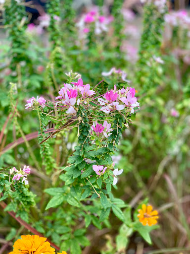 Movie Theater «Regal Cinemas North Hills», reviews and photos, 4150 Main at North Hills St, Raleigh, NC 27609, USA