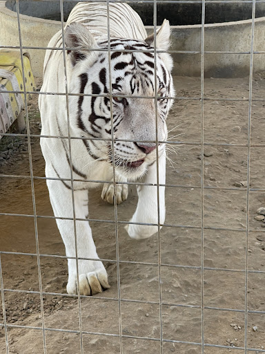 Ranch «Sharkarosa Wildlife Ranch», reviews and photos, 11670 Massey Rd, Pilot Point, TX 76258, USA