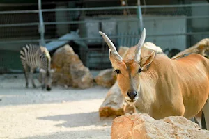 Qalqilya Zoo image