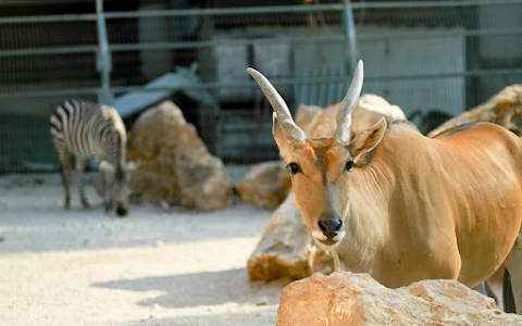 Qalqilya Zoo image